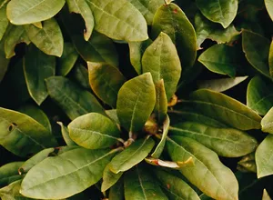 Epimedium plant with heart-shaped leaves, also known as horny goat weed
