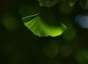 Ginkgo biloba leaf