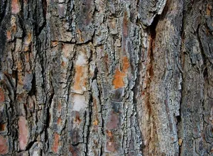Tree bark, representing Muira Puama root and bark used in traditional Amazonian herbal medicine