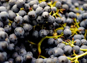 Grapes, another natural source of resveratrol