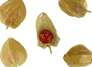 Ashwagandha root and powder