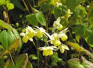 Epimedium plant leaves and flowers