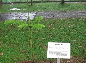 Tongkat Ali root