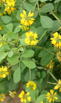Fenugreek plant in flower