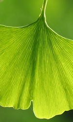 Ginkgo biloba leaves