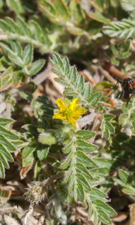 Tribulus terrestris plant
