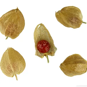 Ashwagandha plant, Withania somnifera