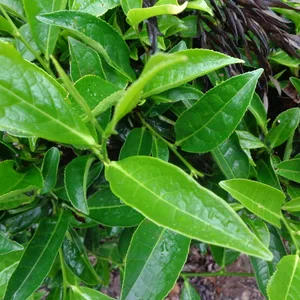 Green tea leaves, Camellia sinensis