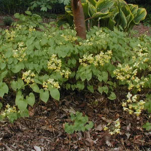 Epimedium, known as Horny Goat Weed