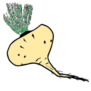 Maca root