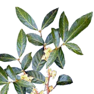 Muira Puama plant