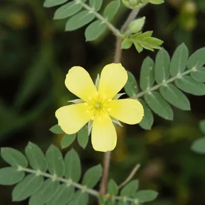 Tribulus terrestris plant
