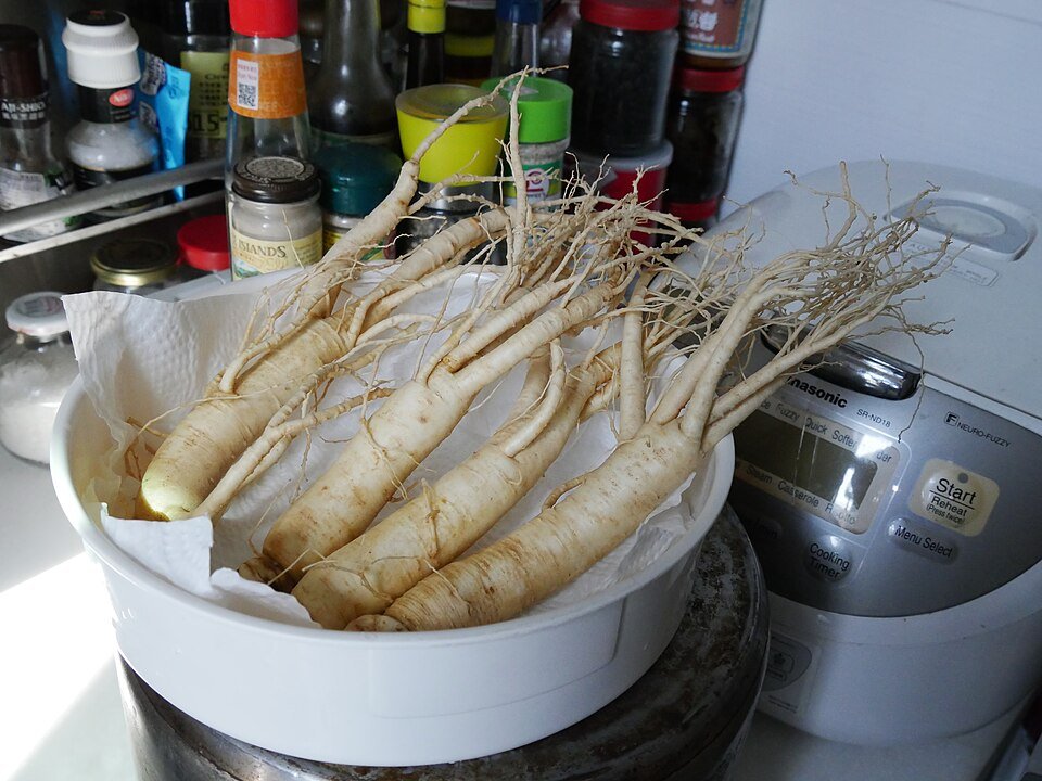 Panax ginseng roots