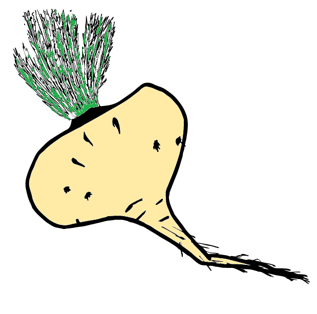 Illustration of maca root (Lepidium meyenii)