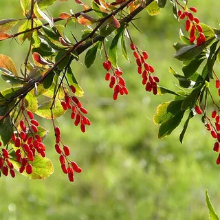 Ripe red barberry berries on the branch, the plant source of berberine