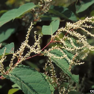 Japanese knotweed in flower, the commercial source of resveratrol extract