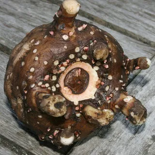 A konjac corm, the tuber that glucomannan fibre is extracted from