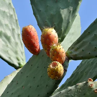 Prickly pear fruits ripening on a cactus pad